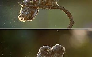50 Of The Most Incredible Shots That Were Submitted To The Comedy Wildlife Photography Awards
