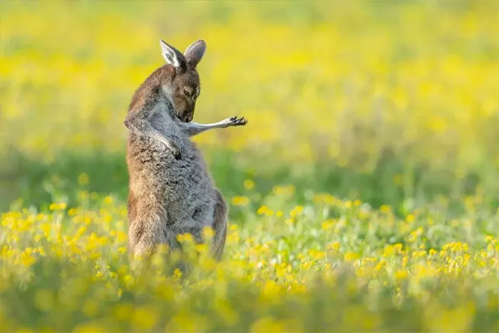Winner 2023, Air Guitar Roo  (2023)