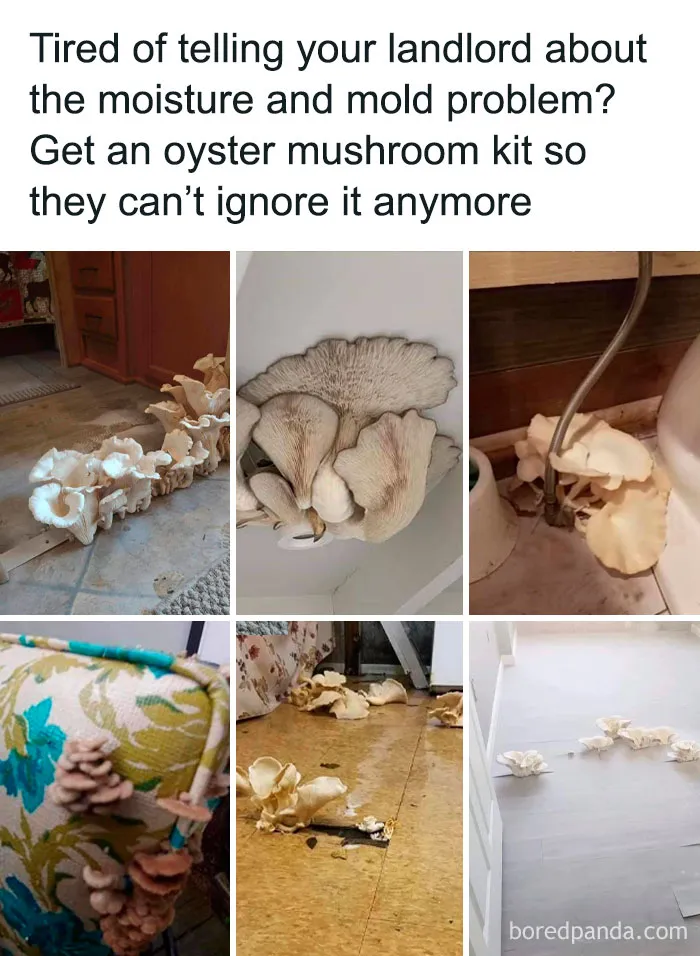 Get An Oyster Mushroom Kit