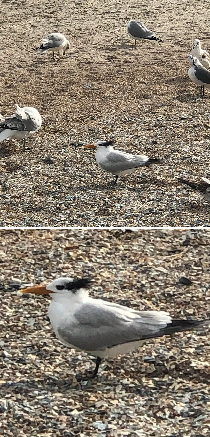Este pájaro parece Danny Devito