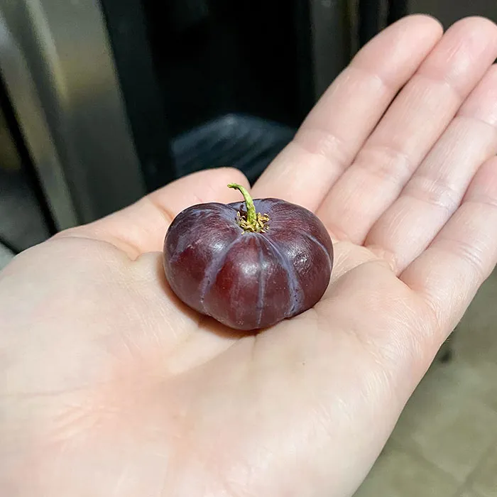 Uva que parece una calabaza