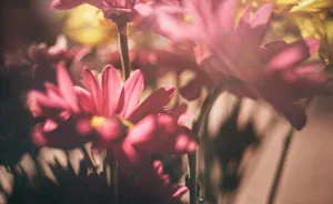 Showcasing Nature In A Fresh And Abstract Way With Paws Up Pet Photography (10 Pics)