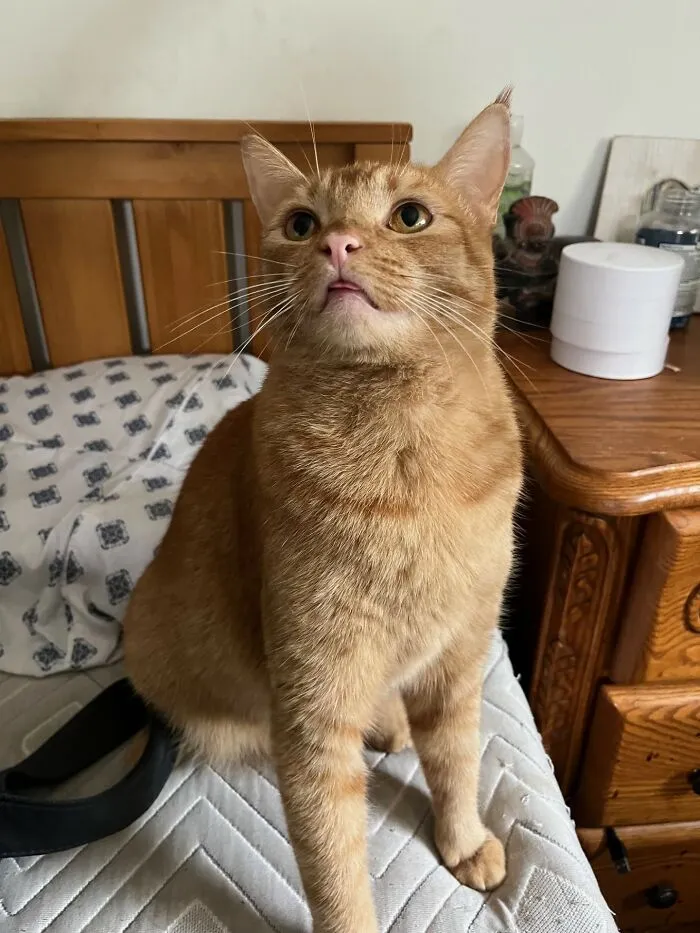 Dumpling And Her Tiny Blep
