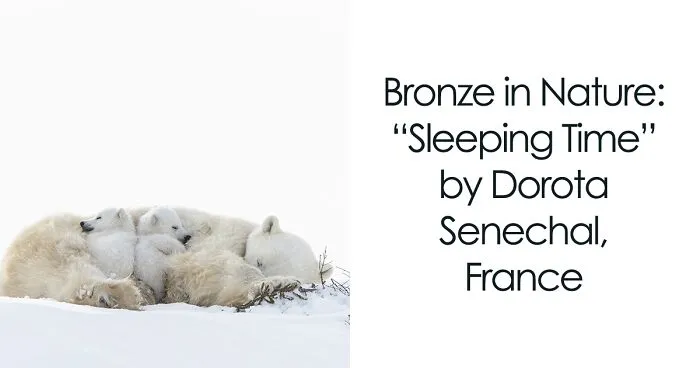 20 Exceptional Nature Photographs Crowned Winners At Tokyo International Foto Awards 2023