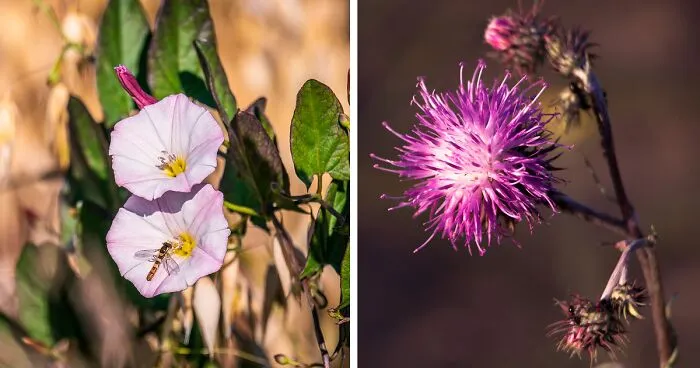 30 Most Common Types Of Weeds In Gardens And How To Control Them