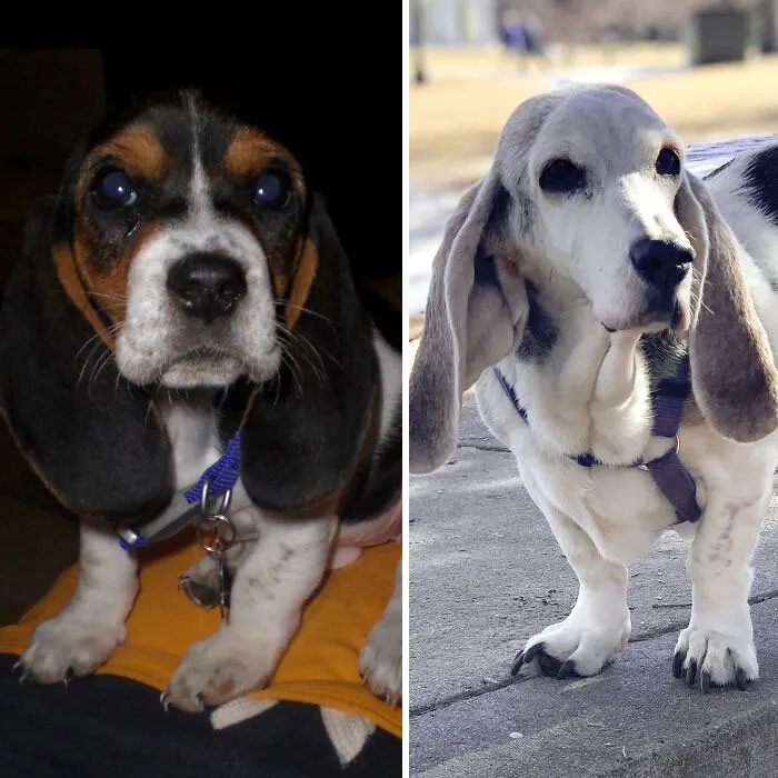Bailey Came To Live With Me 13 Years Ago On Valentine’s Eve. She’s My Forever Valentine 