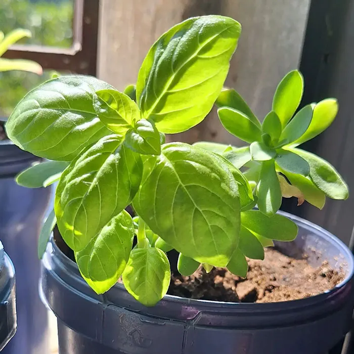 Basil