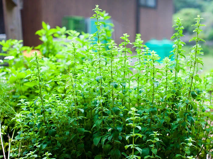 Oregano