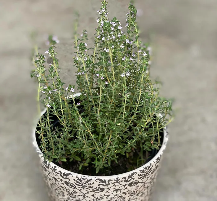 Thyme