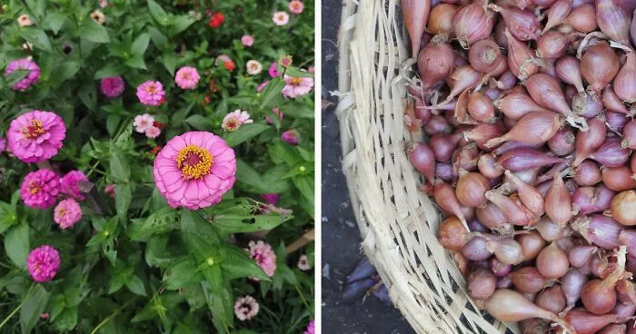 What To Plant In February: 15 Plants To Start A Garden This Winter