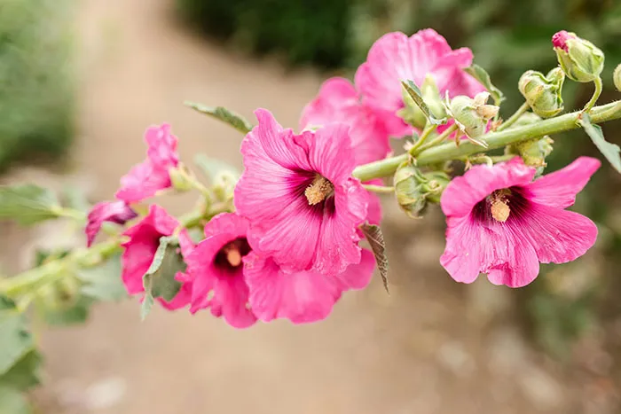 Hollyhock