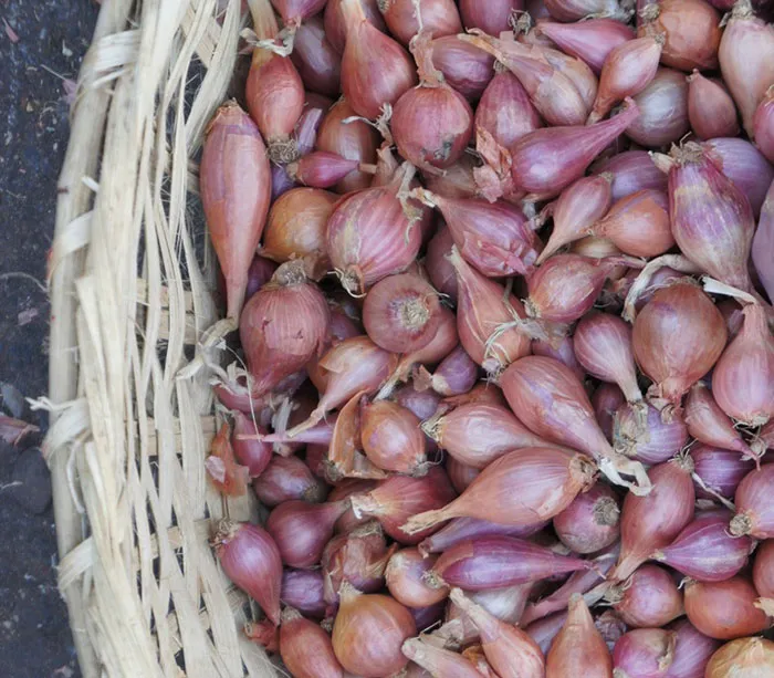 Shallots