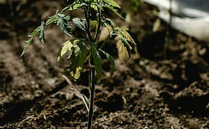 What To Plant In February: 15 Plants To Start A Garden This Winter