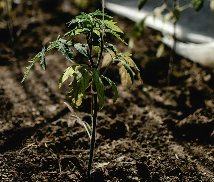 Tomatoes