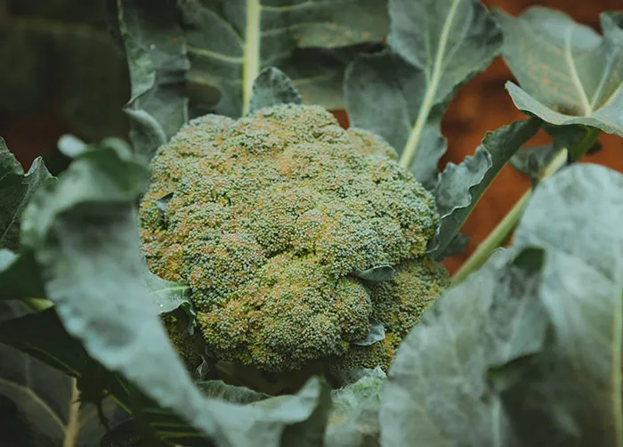 Broccoli