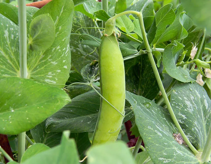 Snow Peas