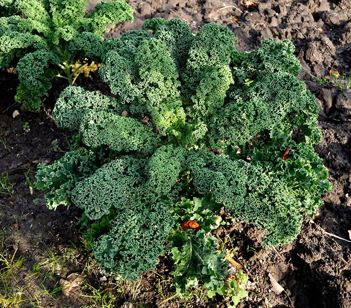 Kale