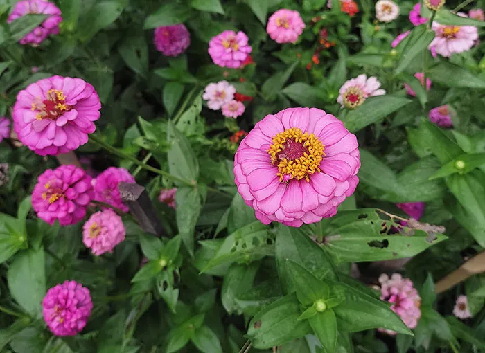 Zinnia