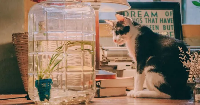 Why Do Cats Knock Things over and How to Stop Them