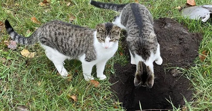Why Do Cats Bury Their Poop and Do All Cats Instinctively Do This?