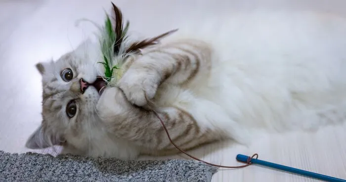 Why Do Cats Eat and Chew on Plastic? A Vet Tech's Explanation