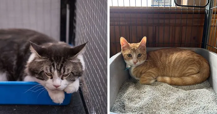 Why Is My Cat Laying in the Litter Box? A Vet’s Insight