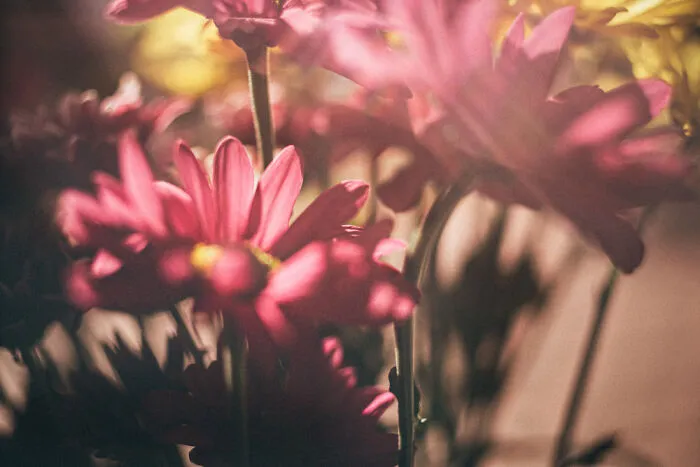 Pink Floral (1)