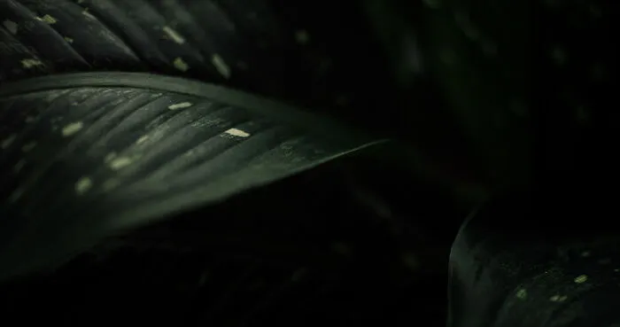 Flora (1)