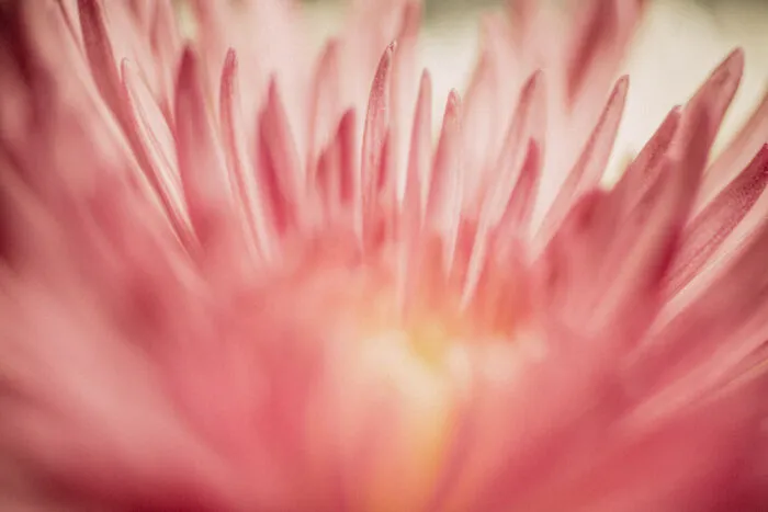 Pink Floral (2)