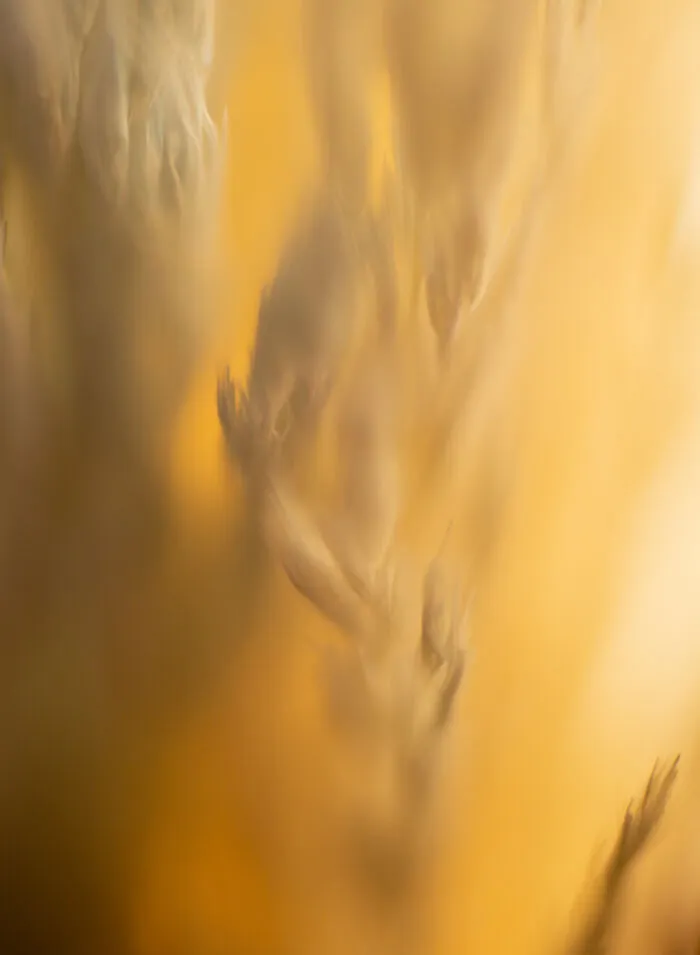 Cotton Dreams (1)