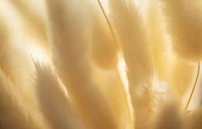 Cotton Dreams (2)