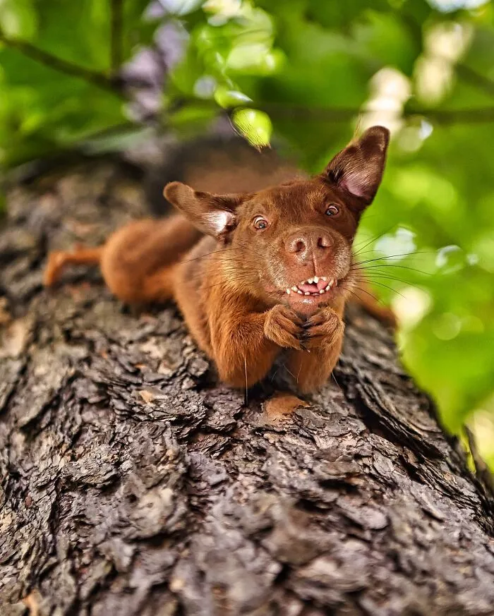 68 Imaginary Creatures That I Photoshopped By Fusing Two Existing Ones