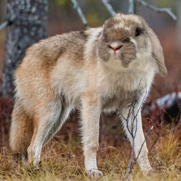 68 Imaginary Creatures That I Photoshopped By Fusing Two Existing Ones