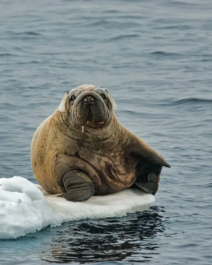 Imaginary creature photoshopped by fusing a seal and a bulldog, lounging on ice in the ocean.