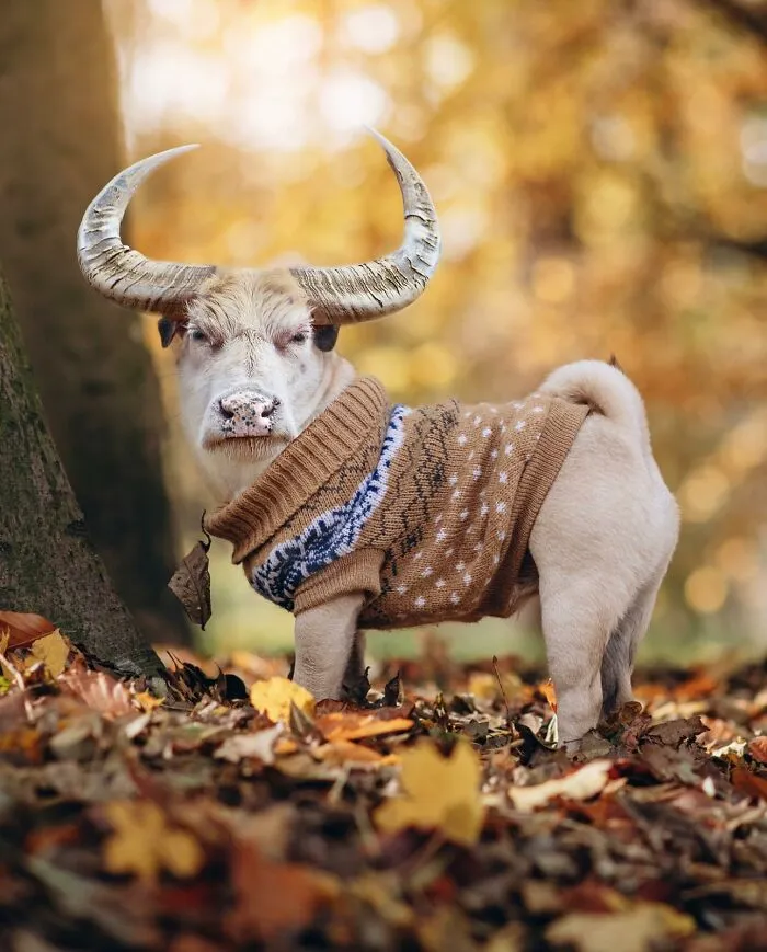 68 Imaginary Creatures That I Photoshopped By Fusing Two Existing Ones