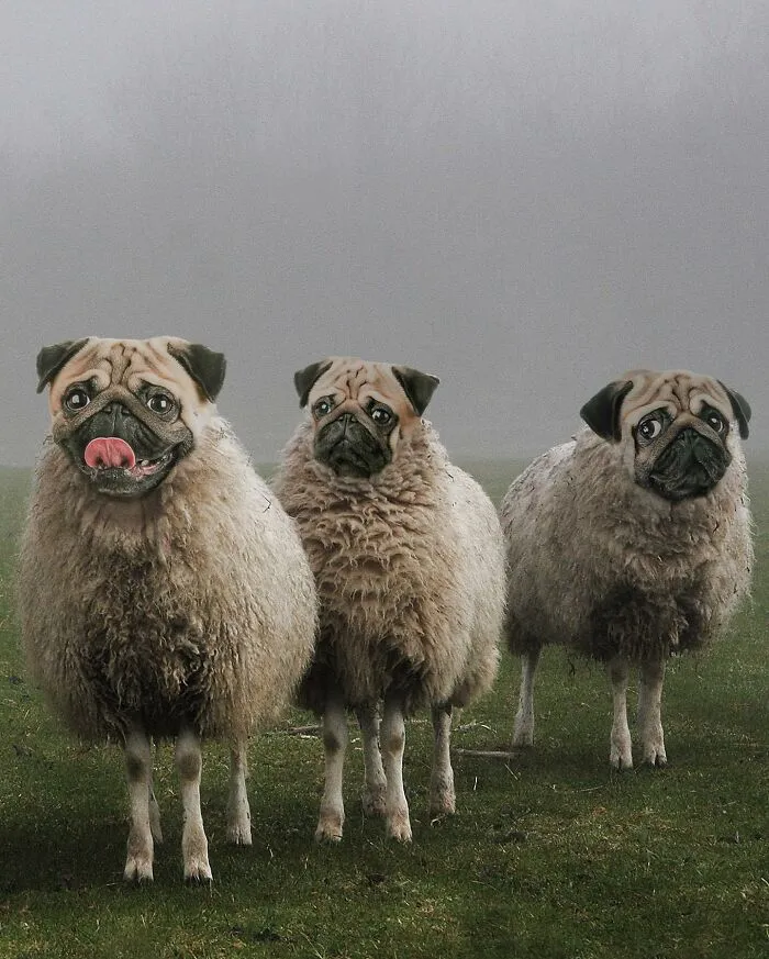 68 Imaginary Creatures That I Photoshopped By Fusing Two Existing Ones