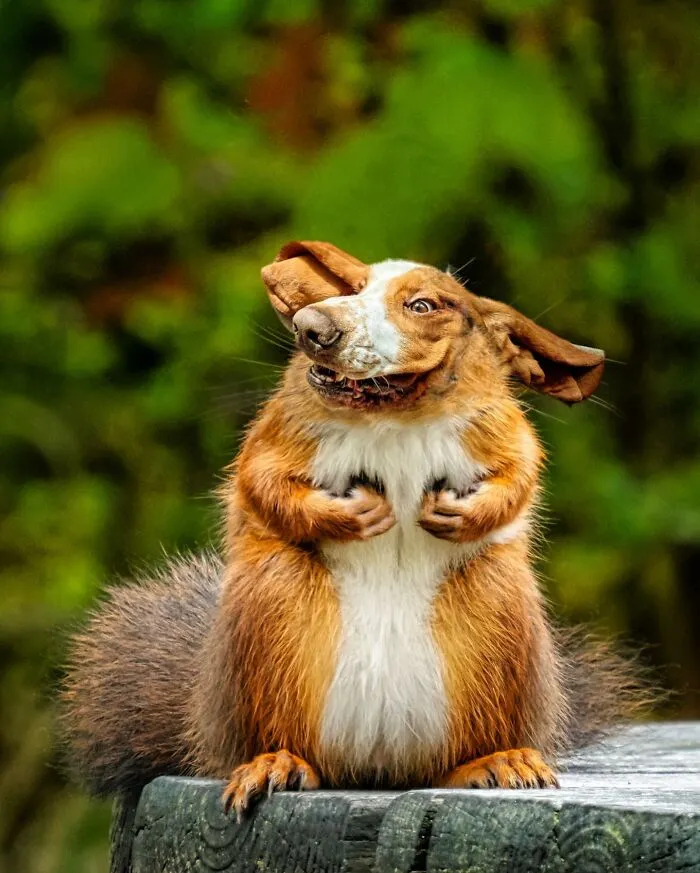 An imaginary creature with the body of a squirrel and the head of a dog, created by fusing two existing animals.