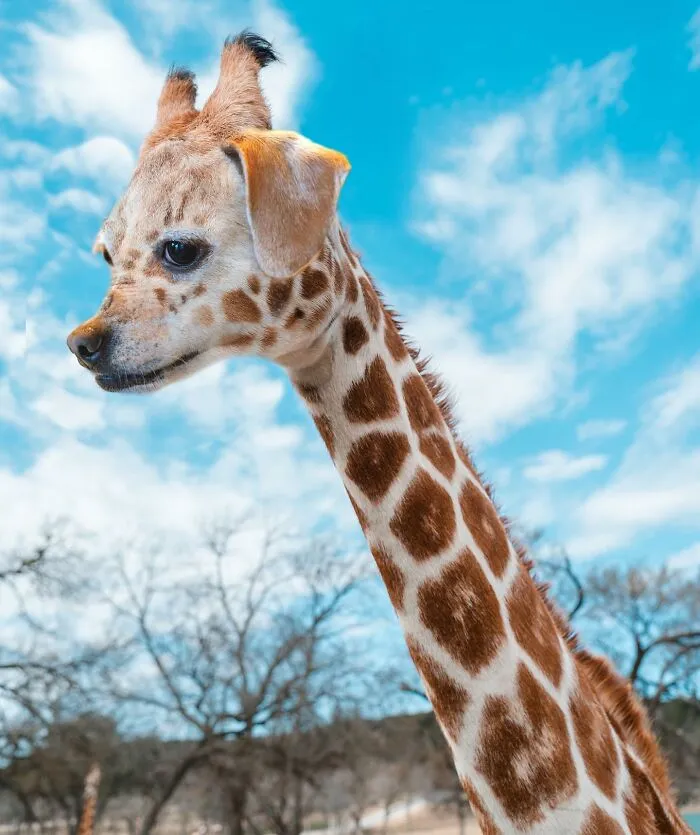 68 Imaginary Creatures That I Photoshopped By Fusing Two Existing Ones