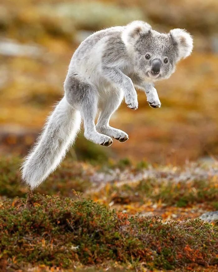 68 Imaginary Creatures That I Photoshopped By Fusing Two Existing Ones