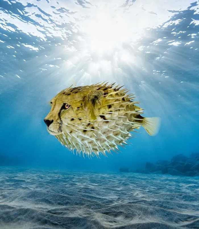 Imaginary creature: cheetah fused with a pufferfish, swimming underwater with light rays above.
