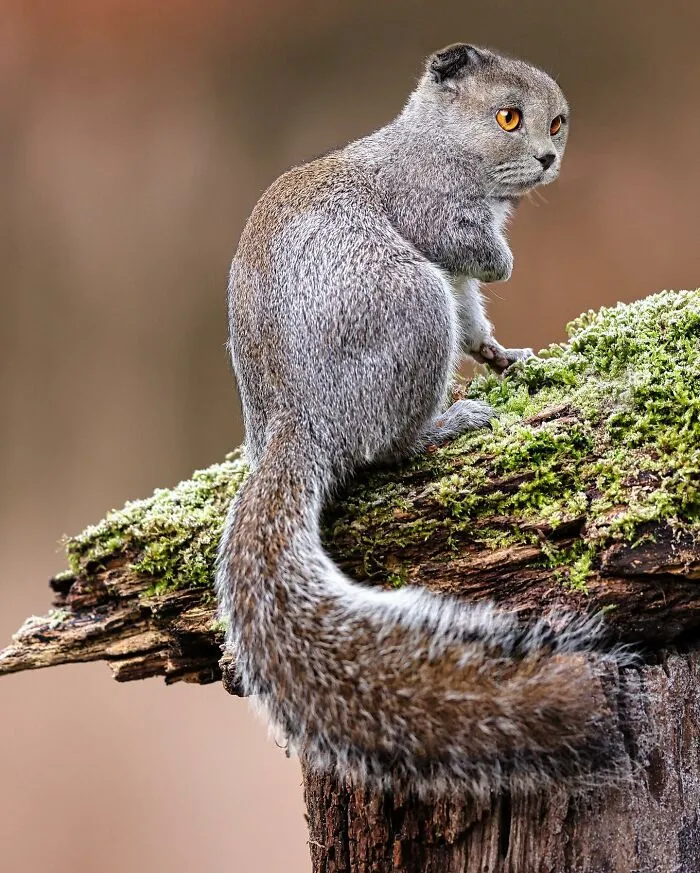 68 Imaginary Creatures That I Photoshopped By Fusing Two Existing Ones