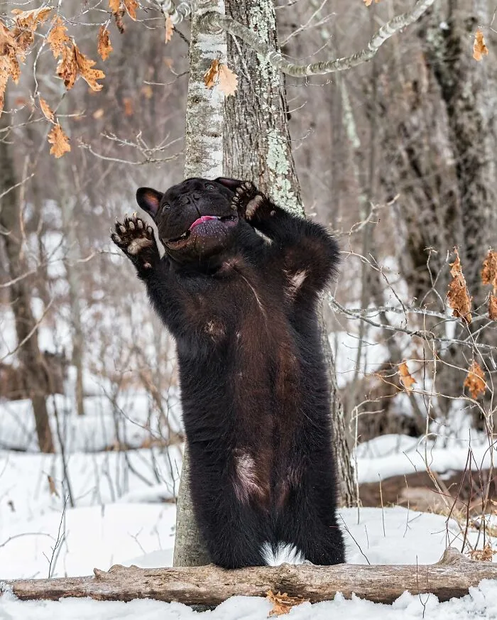 Imaginary creature photoshopped from a bear and a cat, standing upright in a snowy forest.