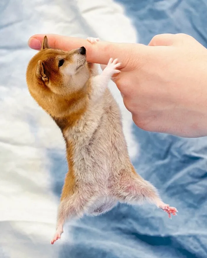68 Imaginary Creatures That I Photoshopped By Fusing Two Existing Ones