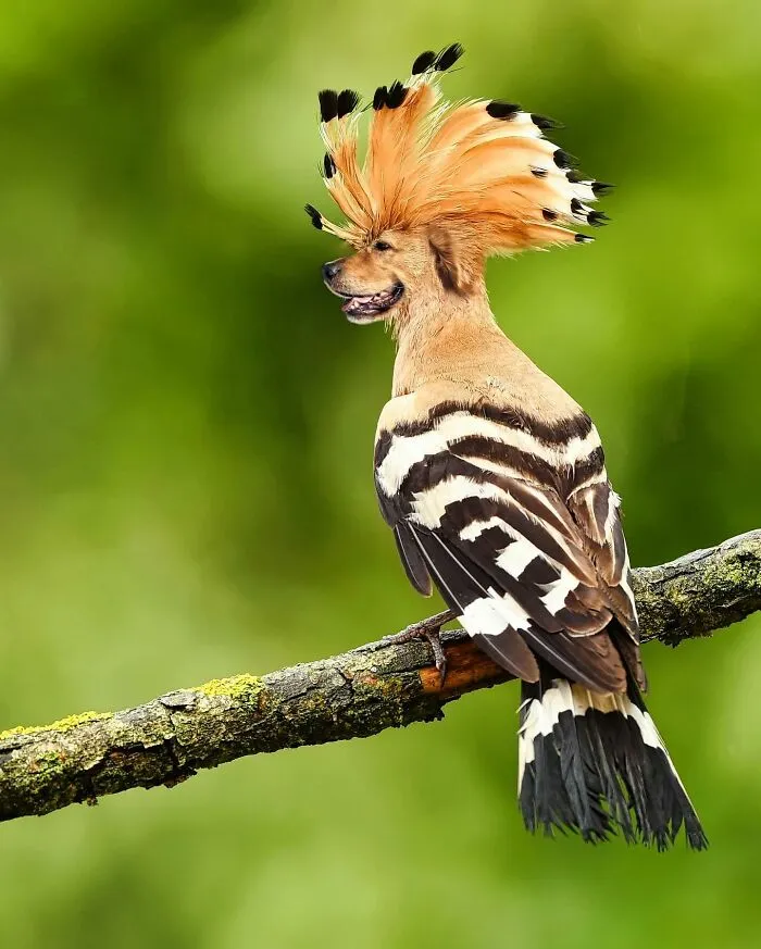 Imaginary creature with a dog head and a bird's body perched on a branch.