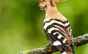 68 Imaginary Creatures That I Photoshopped By Fusing Two Existing Ones