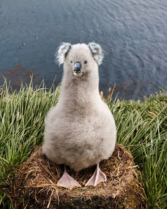Imaginary creature fusion of a koala and a bird on a grassy nest by the water.