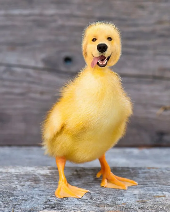 Imaginary creature photoshopped by fusing a duckling body with a dog's head, against a wooden background.