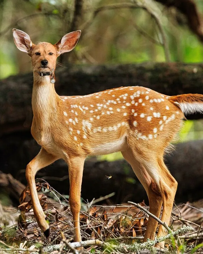 68 Imaginary Creatures That I Photoshopped By Fusing Two Existing Ones