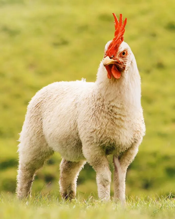 Imaginary creature with a sheep's body and a chicken's head standing on grass.