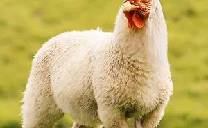 68 Imaginary Creatures That I Photoshopped By Fusing Two Existing Ones